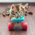 Caring for Short-Haired Cats in the UK: Common Mistakes and Best Practices