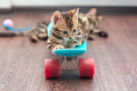 Caring for Short-Haired Cats in the UK: Common Mistakes and Best Practices