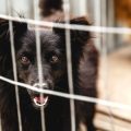 A Step-by-Step Guide to Visiting UK Dog Adoption Centres