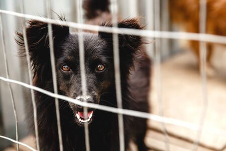 A Step-by-Step Guide to Visiting UK Dog Adoption Centres