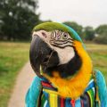 British Culture and the Keeping of Pet Quaker Parrots