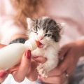 Hamster Veterinary Care in the UK: What to Expect and How to Prepare