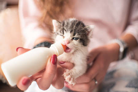 Hamster Veterinary Care in the UK: What to Expect and How to Prepare