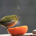 Nutrition and Diet for Healthy Birds: Tailoring Avian Care to UK Species