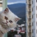 The Best Breeds for Urban UK Living: Cats, Dogs, and More