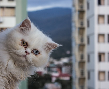 The Best Breeds for Urban UK Living: Cats, Dogs, and More