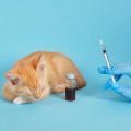 Local UK Laws and Guidelines on Pet Vaccinations: Ensuring Compliance
