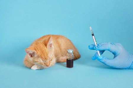 Local UK Laws and Guidelines on Pet Vaccinations: Ensuring Compliance