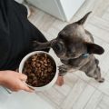 Understanding Hypoallergenic Pet Food: A British Owner’s Guide to Managing Food Allergies