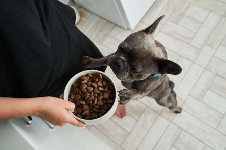 Understanding Hypoallergenic Pet Food: A British Owner’s Guide to Managing Food Allergies
