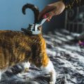 Pet First Aid for Elderly and Disabled Animals: Special UK Considerations