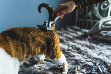 Pet First Aid for Elderly and Disabled Animals: Special UK Considerations