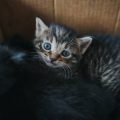 How Local Wildlife Impacts Outdoor Cats: A British Perspective