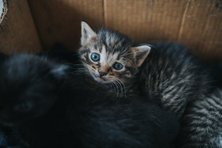 How Local Wildlife Impacts Outdoor Cats: A British Perspective