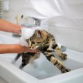Why Do Cats Hate Water? Exploring Feline Aversion and UK Bathing Tips