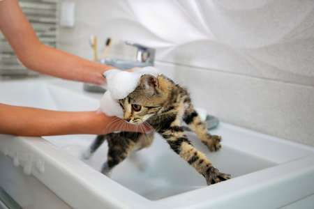 Why Do Cats Hate Water? Exploring Feline Aversion and UK Bathing Tips