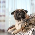 How Pre-Existing Conditions Affect Pet Insurance in the UK