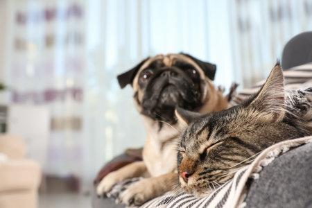 How Pre-Existing Conditions Affect Pet Insurance in the UK