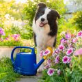 Keeping Houseplants Safe from Pets: A British Gardener’s Guide