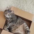 Creating a Memory Box for Your Pet: Cherished Keepsakes in Britain