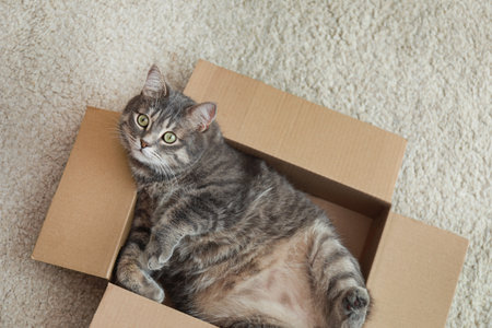Creating a Memory Box for Your Pet: Cherished Keepsakes in Britain