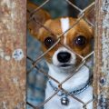 Applying for a Licence to Keep Exotic Pets: UK Procedures and Pitfalls