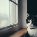 Insurance and Veterinary Care for Indoor vs Outdoor Cats in the UK