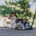 Understanding Feral and Stray Cat Behaviour in British Communities