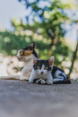 Understanding Feral and Stray Cat Behaviour in British Communities