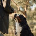 Why Support Groups Matter: Exploring the Impact of Shared Grief Among UK Pet Owners