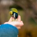 Feeding Parrots in the UK: Cultural Considerations and Recommended Diets
