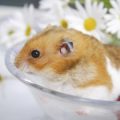 GB Pet Laws and Regulations Affecting Hamster Health and Welfare