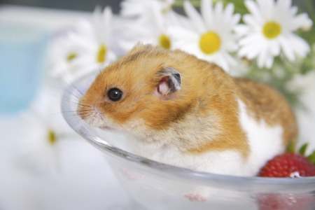 GB Pet Laws and Regulations Affecting Hamster Health and Welfare