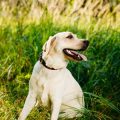 Safety First: Choosing Safe and Durable Small Pet Accessories & Supplies in the UK