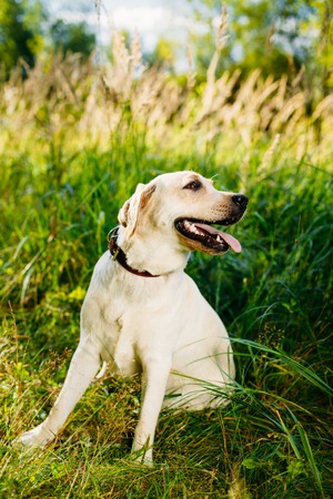Safety First: Choosing Safe and Durable Small Pet Accessories & Supplies in the UK