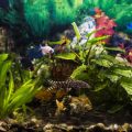 The Best Aquatic Plants for Freshwater Tanks and Live Corals for Marine Aquariums in the UK