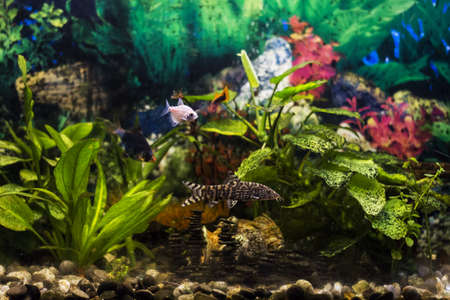 The Best Aquatic Plants for Freshwater Tanks and Live Corals for Marine Aquariums in the UK