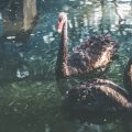 Household Hazards and Safe Training Spaces for Birds in the UK