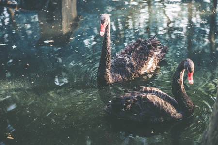Household Hazards and Safe Training Spaces for Birds in the UK