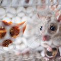 Travel Safety for Hamsters: Car and Public Transport Tips in the UK
