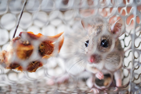 Travel Safety for Hamsters: Car and Public Transport Tips in the UK