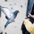 Understanding Companion Bird Behaviour: Tips for UK Owners