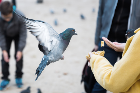 Understanding Companion Bird Behaviour: Tips for UK Owners