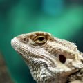 Heating, Lighting, and Humidity: Creating the Right Environment for Your Exotic Reptile