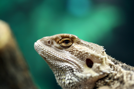 Heating, Lighting, and Humidity: Creating the Right Environment for Your Exotic Reptile