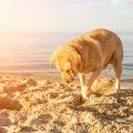 Counter-Surfing and Food Stealing: Prevention for UK Families