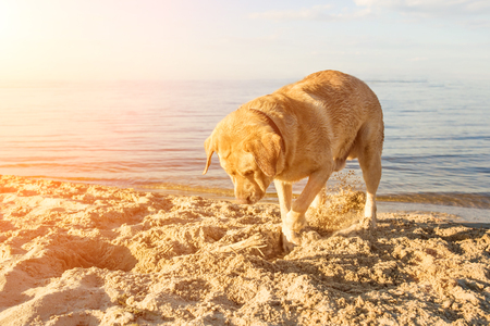 Counter-Surfing and Food Stealing: Prevention for UK Families