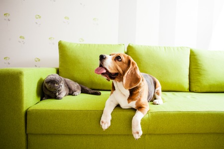 Pet-Friendly Furnishing and Decor Ideas for British Rented Homes