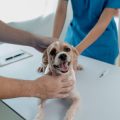 Recognising and Treating Stress in Gerbils: British Veterinary Advice