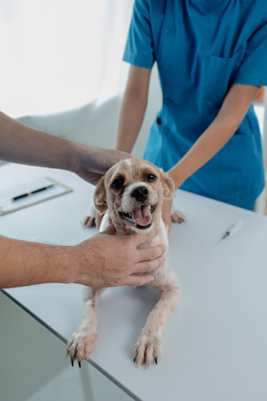 Recognising and Treating Stress in Gerbils: British Veterinary Advice